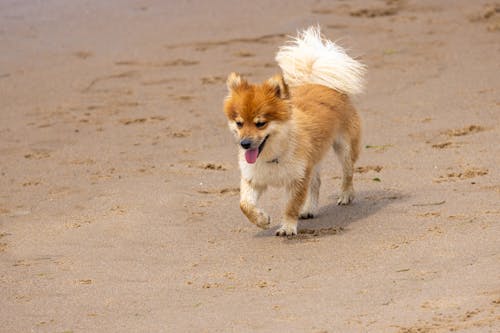 Photo of an Icelandic Sheepdog on the Sand