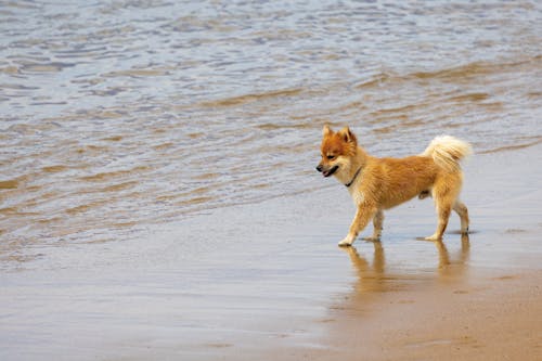 A Domestic Dog Walking on a Beach 