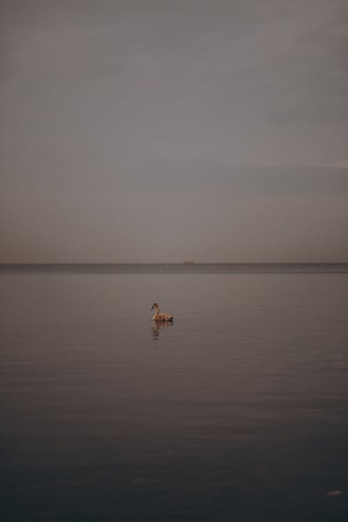 Ilmainen kuvapankkikuva tunnisteilla ankka, järvi, lintu