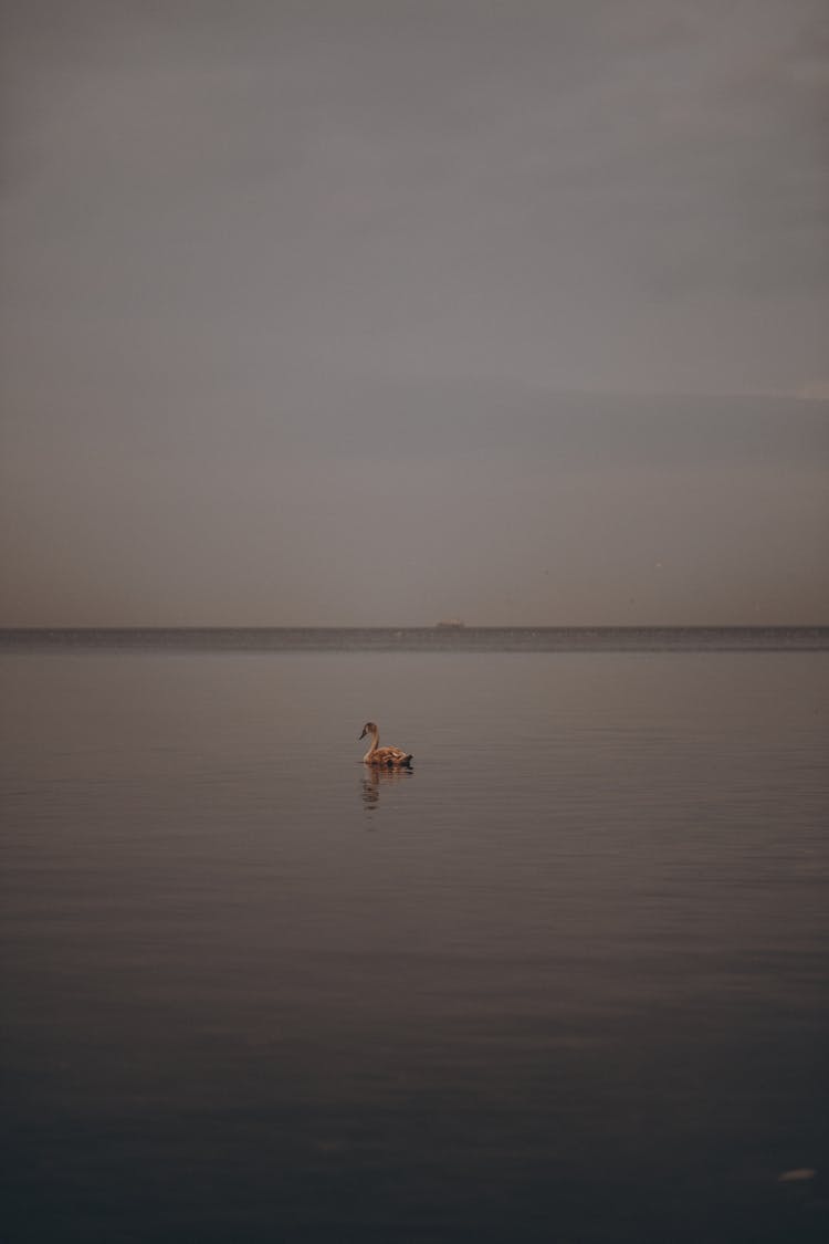 Duck Swimming On Body Of Water