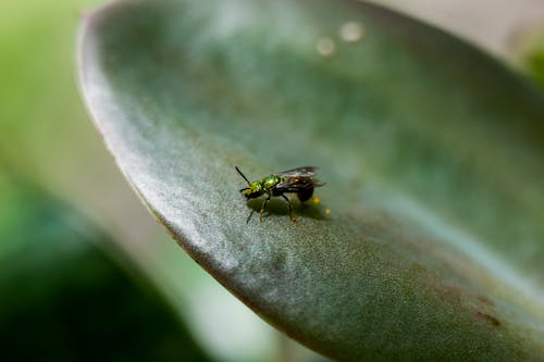 Close-up of a Fly Sitting on a Leaf