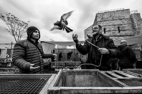 erkekler, güvercinler, kafesler içeren Ücretsiz stok fotoğraf