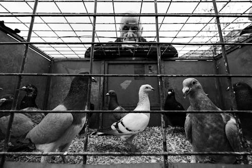 Grayscale Photo of Pigeons in a Cage