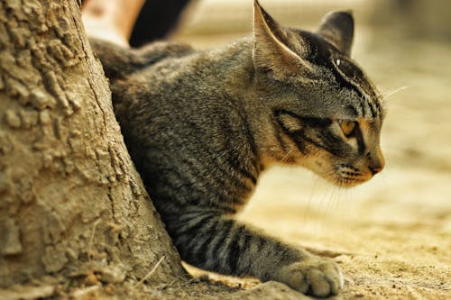 Gratis stockfoto met aanbiddelijk, beest, cyperse kat Stockfoto