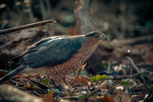 Photos gratuites de 4k, accipiter, accipiter striatus