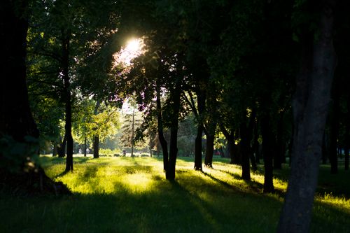 Free Sunbeams create light and shadow patterns through lush forest trees on a bright morning. Stock Photo