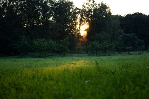 Free Serene sunset casting warm light over a lush green field with trees in the background. Stock Photo
