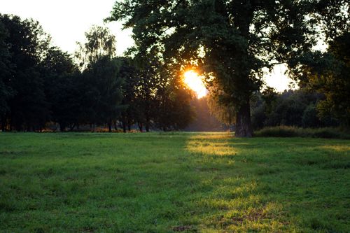 Free Beautiful sunset in a lush green field surrounded by trees, creating a serene natural landscape. Stock Photo