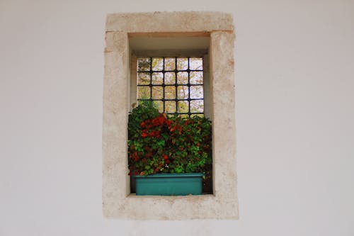 Plant Growing in Flowerpot in Window