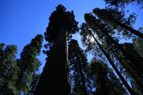 Imagine de stoc gratuită din arbori mari, cer mare, copac mare