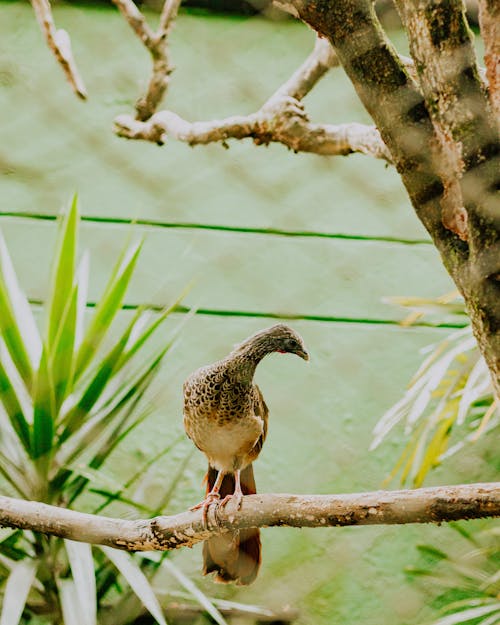 Colombian Chachalaca Bird Perched on the Branch
