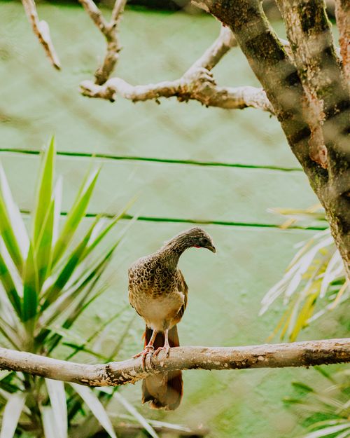 Free A Colombian Chachalaca bird perched on a tree branch surrounded by greenery. Stock Photo