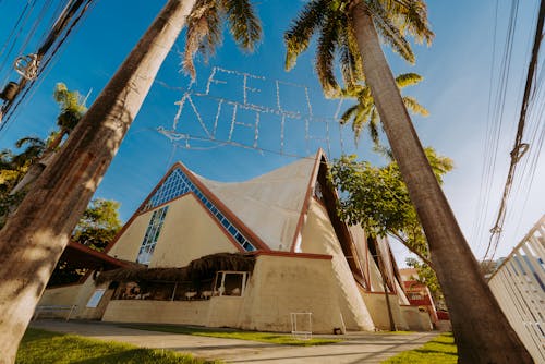 Palm Trees and Building