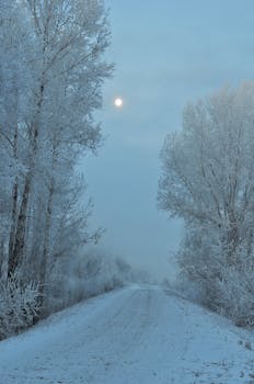 Tranquil winter scene of a snowy road lined with frosty trees under a soft moonlit sky.