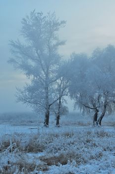 A peaceful winter scene capturing frost-covered trees amidst a foggy backdrop.