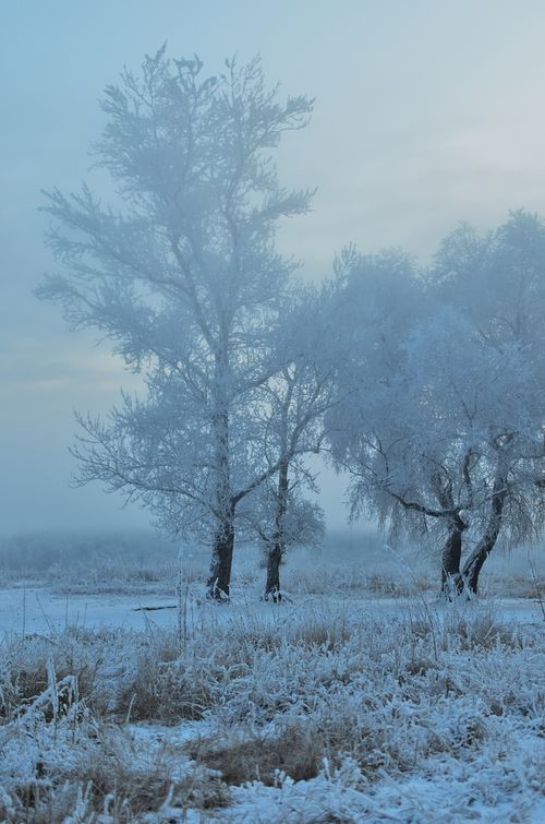 Free A peaceful winter scene capturing frost-covered trees amidst a foggy backdrop. Stock Photo
