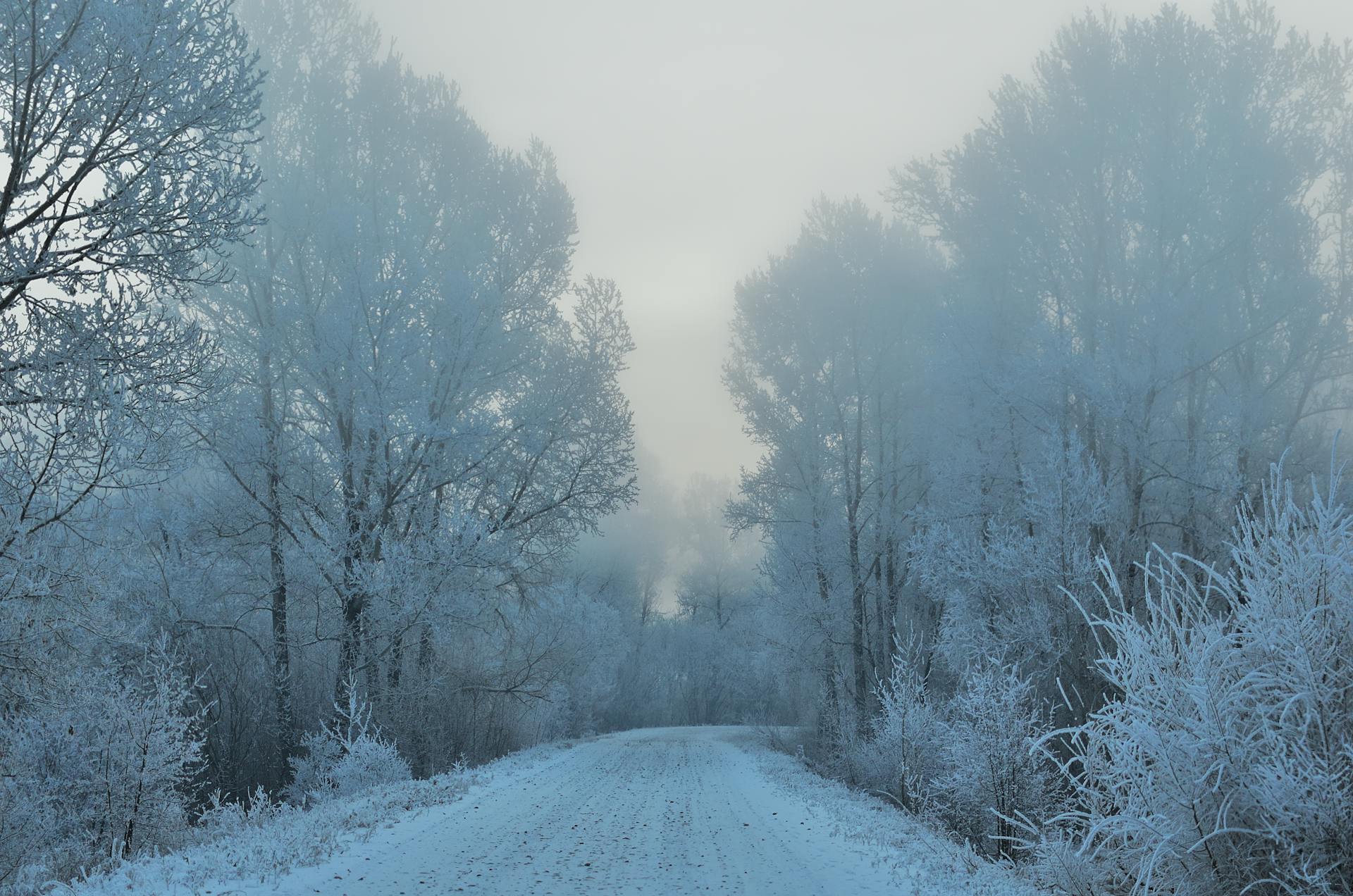 A tranquil snowy road winding through a frosty winter forest with trees covered in ice.