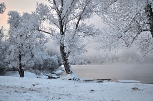 Tranquil winter scene with snow-covered trees by a foggy lake.