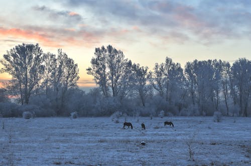 Immagine gratuita di alba, alberi, cavalli