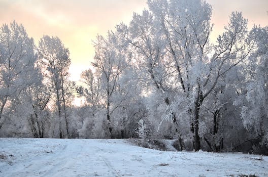 Serene frosty trees at sunrise creating a peaceful winter scene.