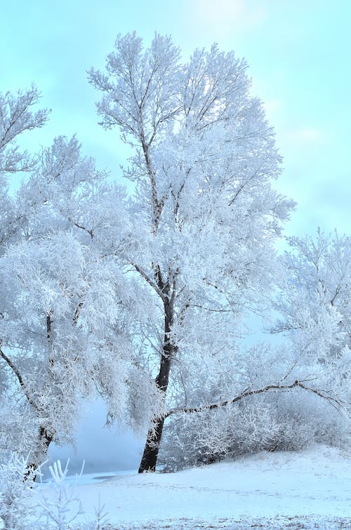 Photos gratuites de arbres, couvert de neige, hiver