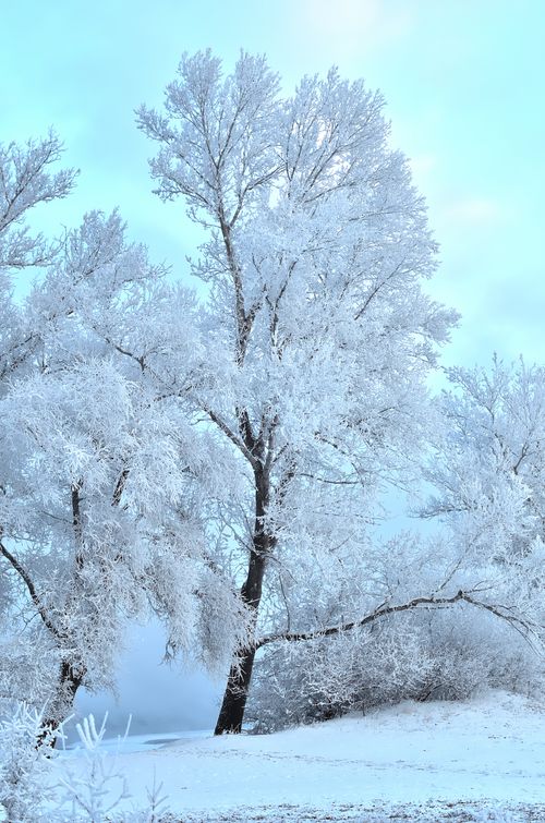 Free A peaceful winter scene featuring snow-laden trees under a bright sky, capturing the tranquil beauty of the season. Stock Photo