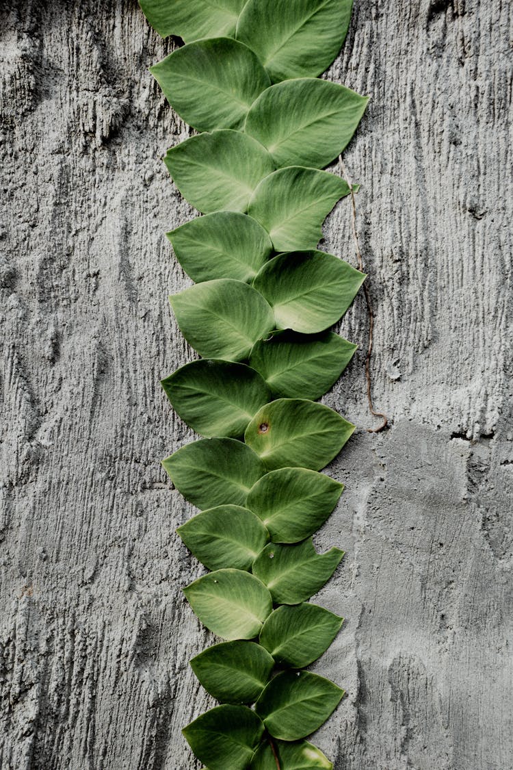 Green Leaves On Concrete Wall