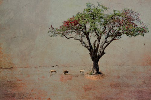 afrika yaban hayatı, büyük ağaç içeren Ücretsiz stok fotoğraf