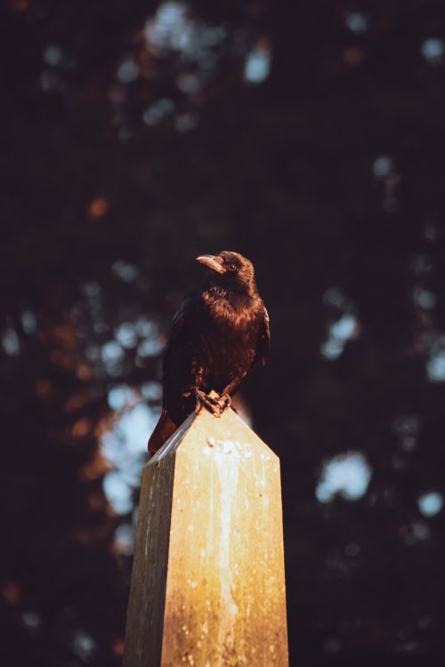 Free A black crow perched atop a wooden post in nature, captured during the day. Stock Photo