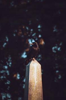 A crow sits elegantly atop a stone column against a blurred natural backdrop.