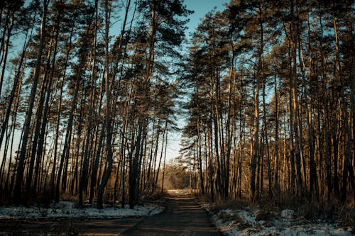 Foto d'estoc gratuïta de arbres, boscos, camí de carro