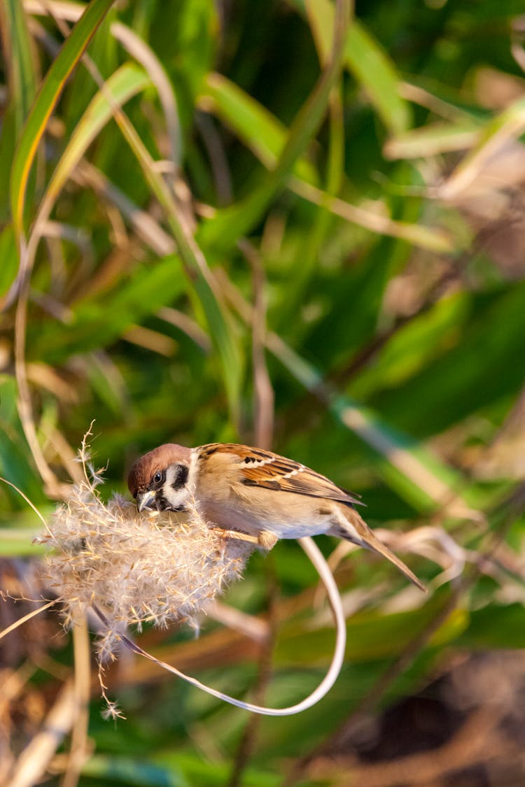 Eurasian Tree Sparrow Perched On Nest