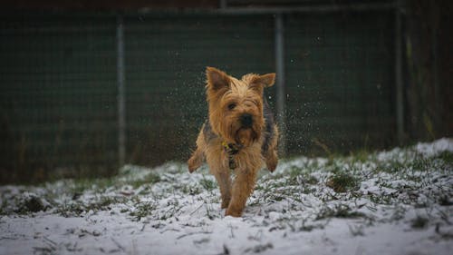 Δωρεάν στοκ φωτογραφιών με Yorkshire Terrier, γρασίδι, ζώο Φωτογραφία από στοκ φωτογραφιών