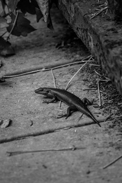 Základová fotografie zdarma na téma černobílý, eutropis carinata, jednobarevný