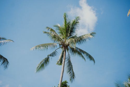 Palm Tree against Blue Sky