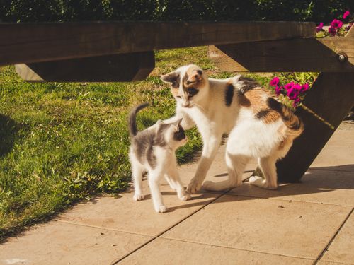 Free stock photo of bataille, battle, chat Stock Photo