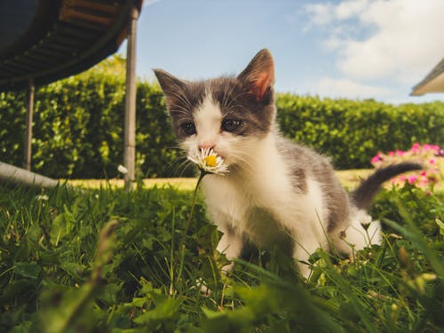 бело серый котенок нюхает цветок белой ромашки
