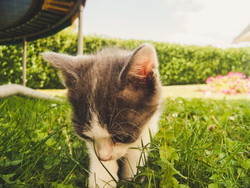 Free stock photo of cat, chat, chaton Stock Photo