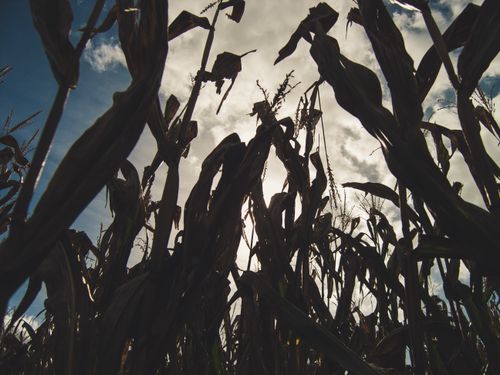 Free stock photo of but, ciel, mais Stock Photo