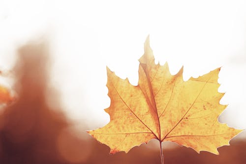 Darmowe zdjęcie z galerii z jesień, jesienny liść, liść klonu
