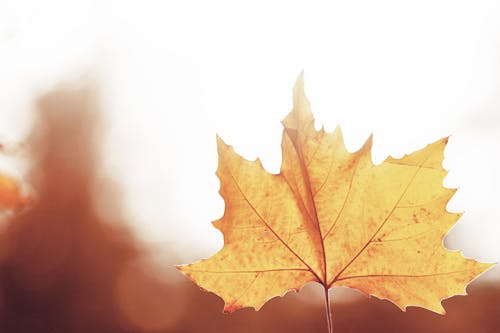 Close-Up Photo of a Maple Leaf