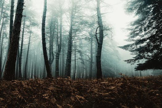 Serene misty forest scene with tall pine trees and earthy ferns, creating a tranquil wilderness setting.