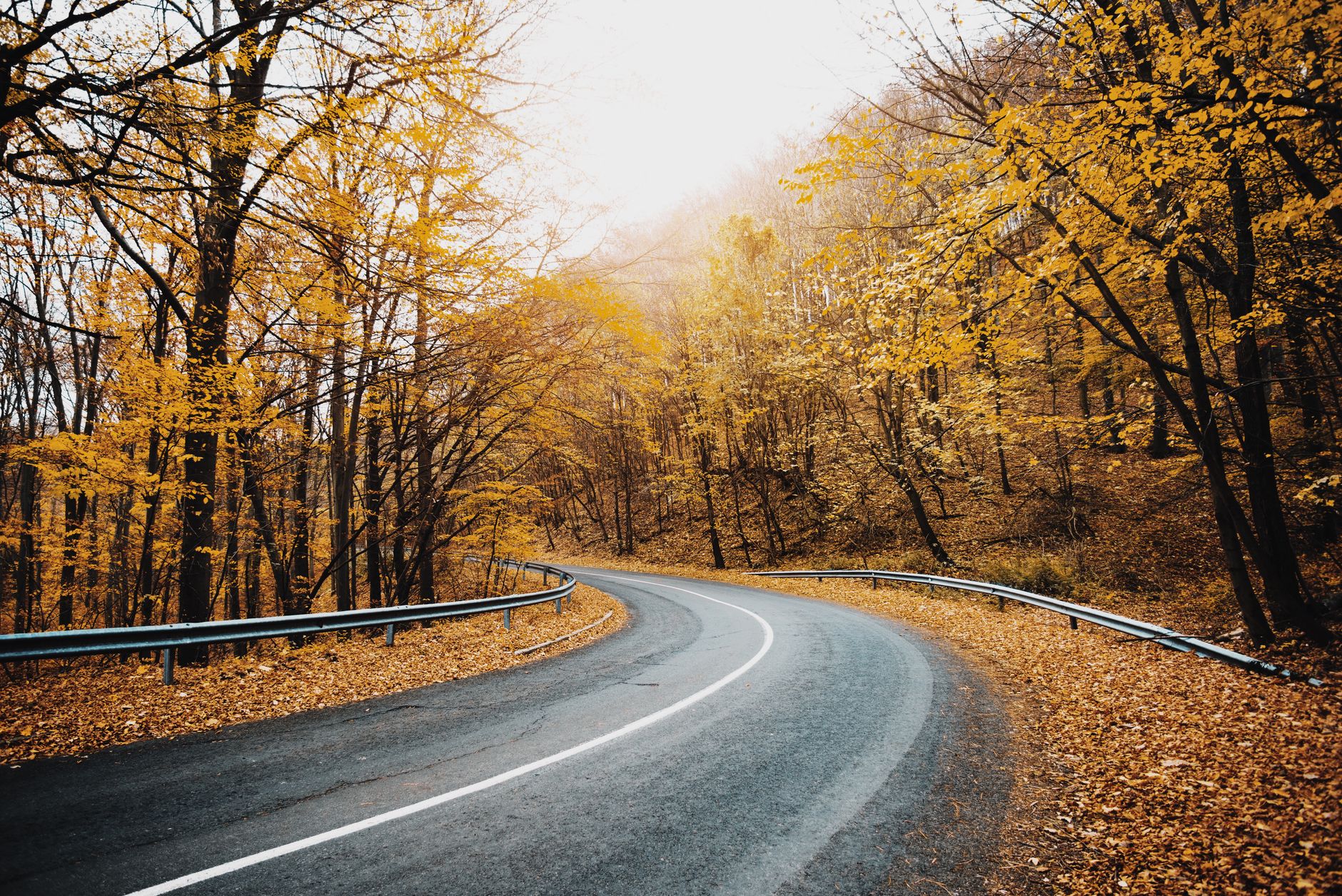 A winding road through vibrant autumn foliage, perfect for fall-themed projects.