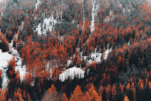 Aerial view of a forest with vibrant orange foliage and snow patches, capturing autumn and winter in one scene.