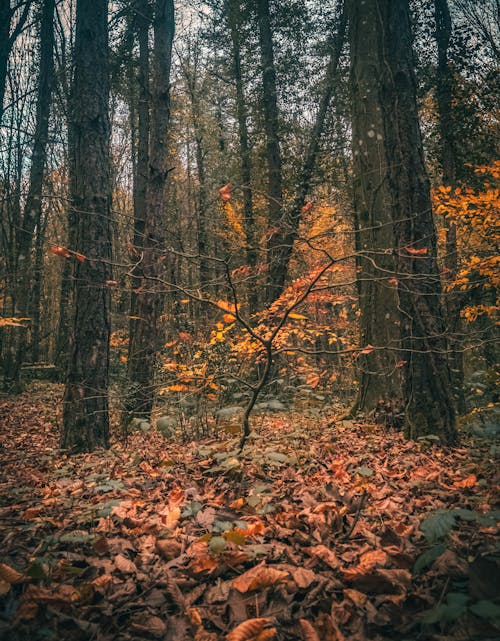 Imagine de stoc gratuită din anotimp, arbori, cădere