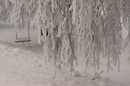 Бесплатное стоковое фото с зимние каникулы, зимний день, зимний лес