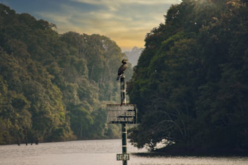 Foto profissional grátis de ave, empoleirado, fotografia de aves