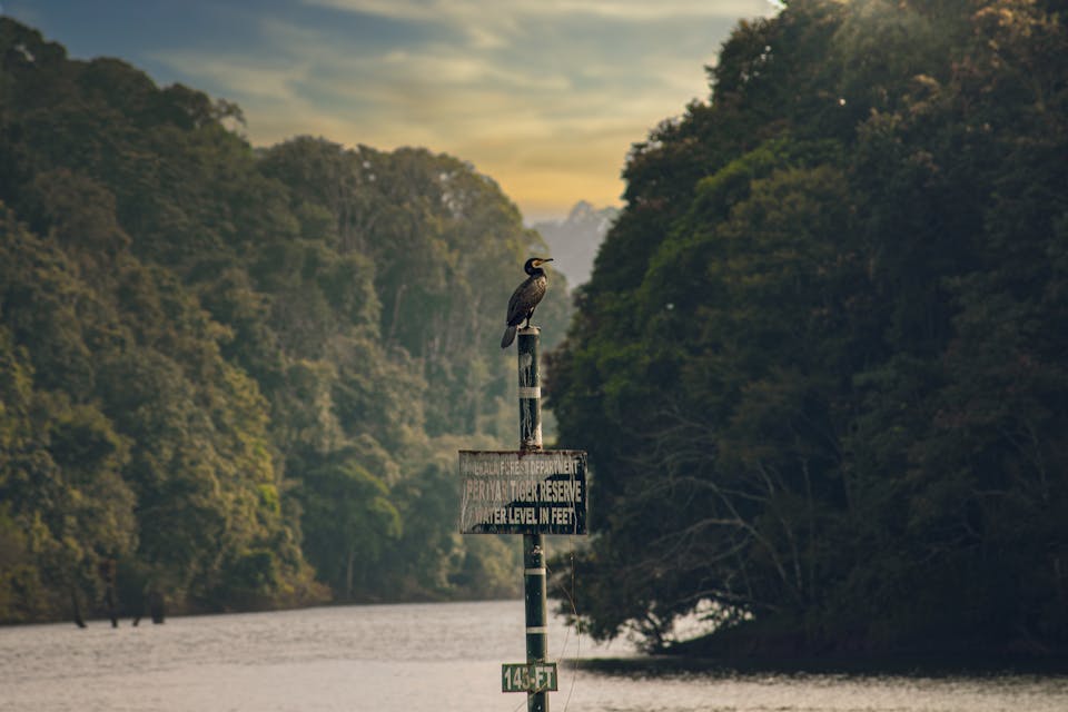 The Exotic Bird Sanctuaries of India: A Birdwatcher's Paradise