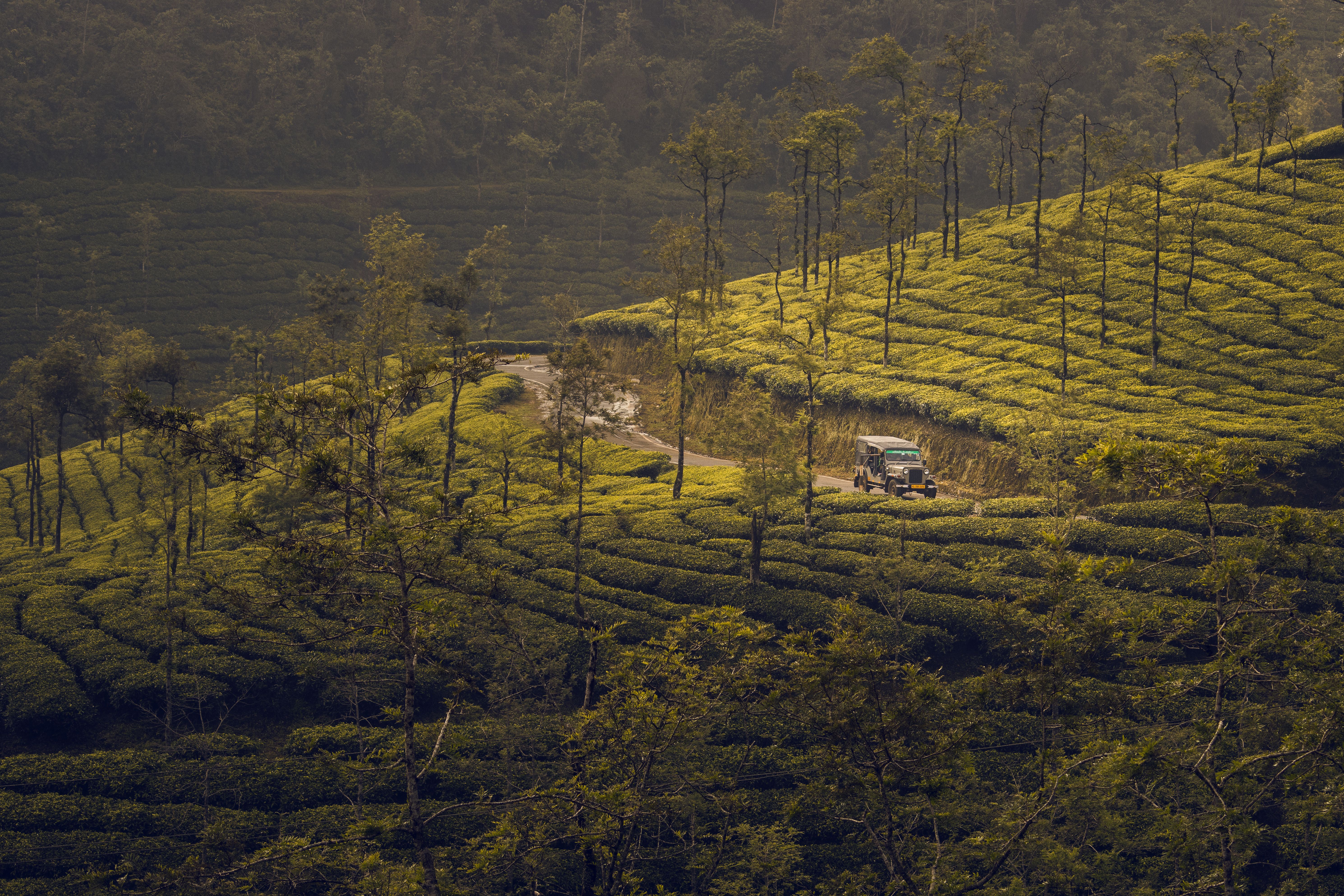 Arrival in Kochi - Drive to Munnar