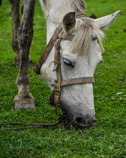 Fotos de stock gratuitas de animal, caballo, césped